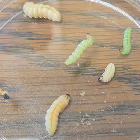 three cream and two green colored caterpillars on a clear plate