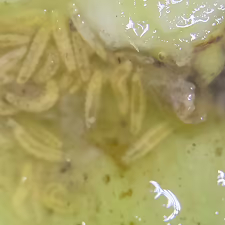 many small cream colored larva feeding on the inside of a plant stem