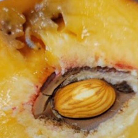 small worm feeding on inside of peach fruit