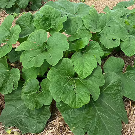 large green leaves on a pumpkin plant in a field