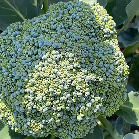 A head of broccoli on a plant
