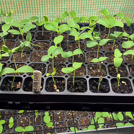 many muskmelon seedlings with two leaves each growing in a black tray with soil on a rack. 