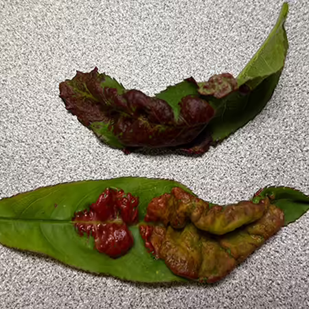 two green peach leaves with raised, crinkled tissue in the center of the leaves that appears red and yellow in color