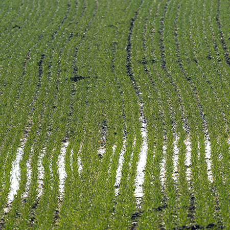 A field planted with rows of green plants with standing water in the field