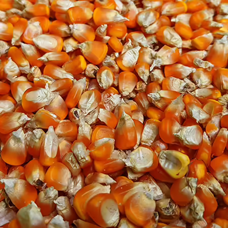 Pile of stored grain corn