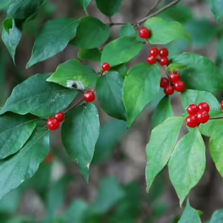 bush honeysuckle with red berries