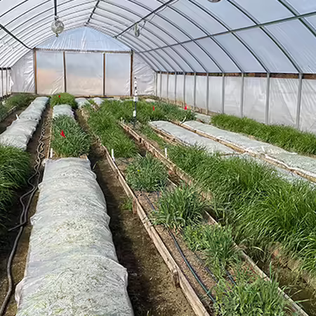 rows of green plants inside high tunnel with sections covered in clear plastic