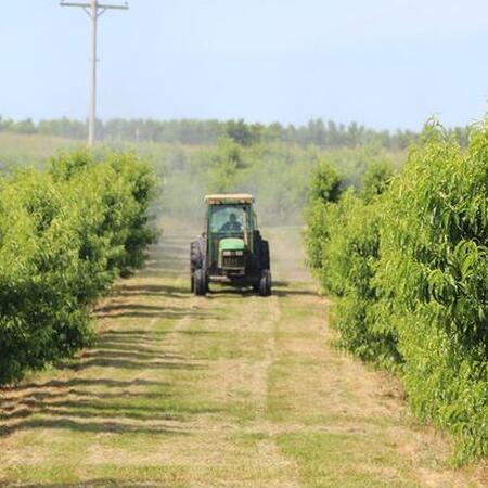 Cab tractor spraying in peach orchard