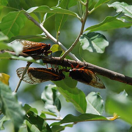 large insects on a tree branch