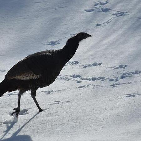 a wild turkey walks through snow