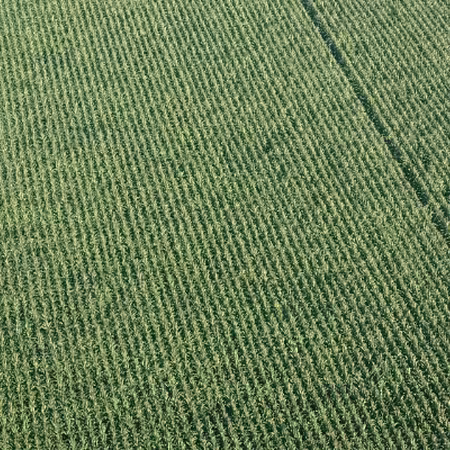 Corn field from above
