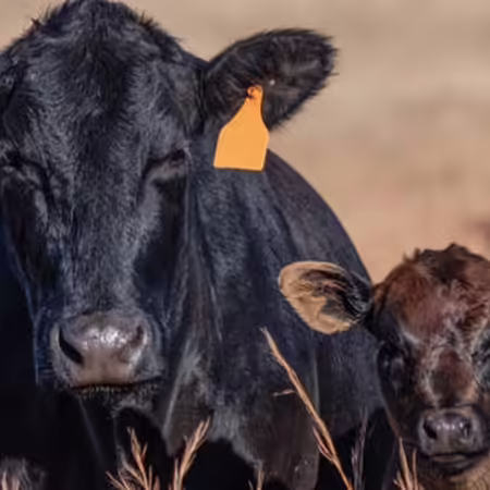 Cow and calf in fall season