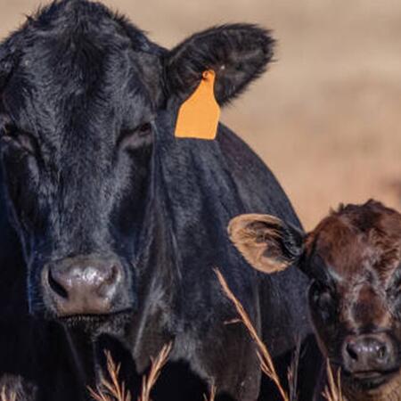 Cow and calf in fall season