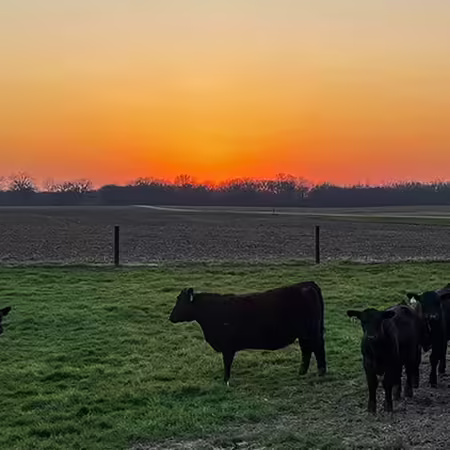 sunset over Panther Ridge cattle on pastures