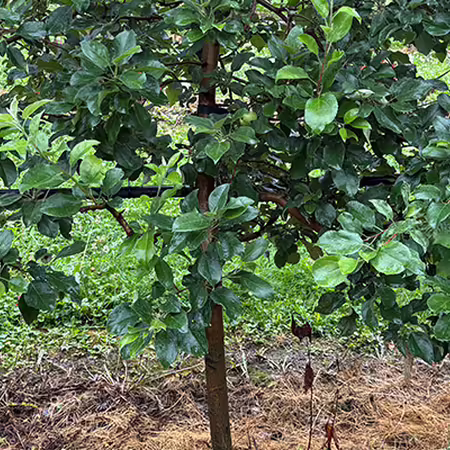 healthy apple tree with plenty of leaves but no fruit