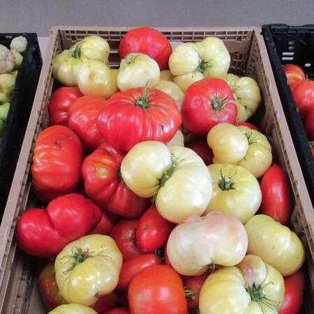 green, red, and white tomatoes in harvest bins