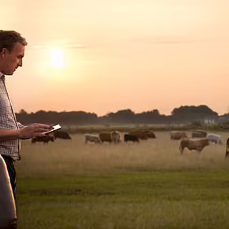 farmer looking at cull cows