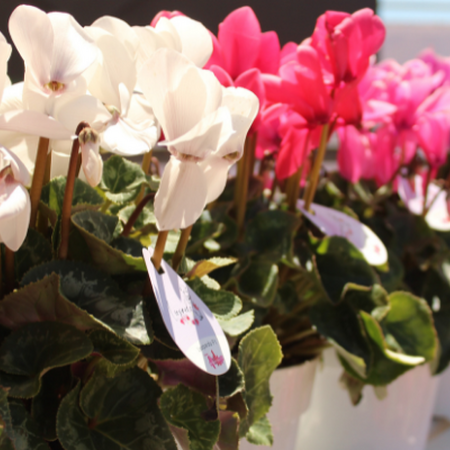 A row of cyclamens with red, white and pink flowers