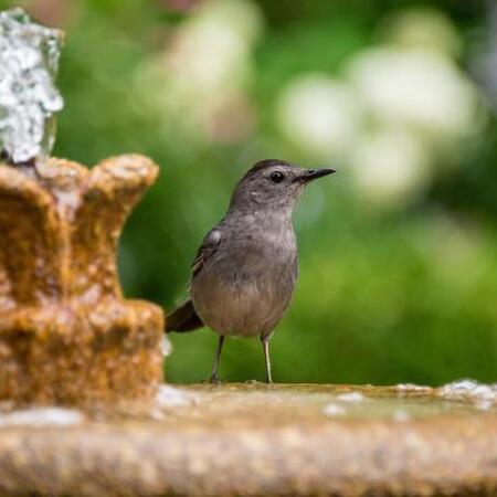 bird at a bird bath with flowing water