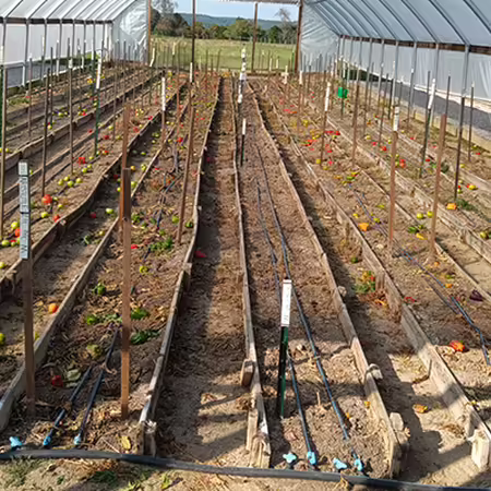 Empty rows in a high tunnel after tomato plants, stakes, and strings have been removed. Random fruit is scattered among the rows.