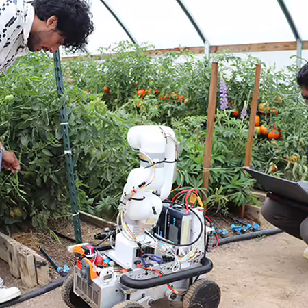 two persons working with a computer and a robot inside a high tunnel with tomatoes