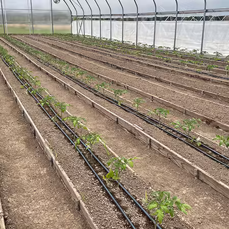 rows of plants in a high tunnel
