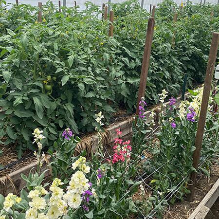tomatoes and flowers growing in raised beds inside high tunnel