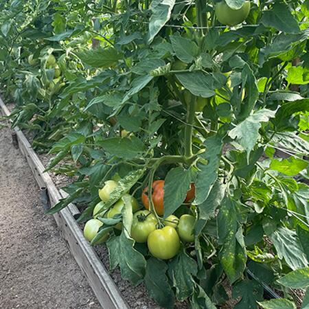 tomato plants with red and green fruit