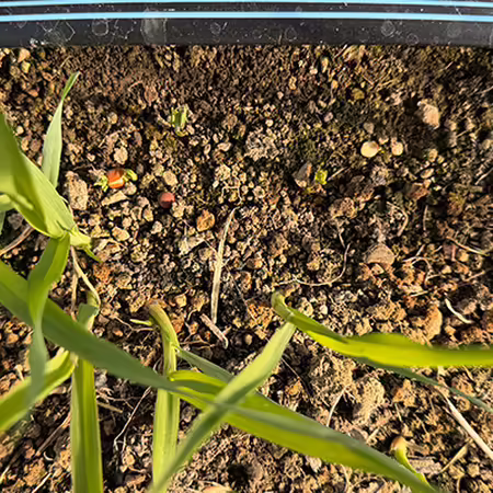 green seedlings next to black plastic irrigation tape growing in soil