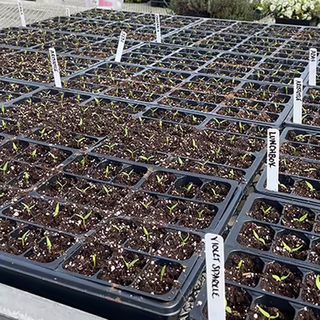 black trays filled with soil with small green seedlings growing