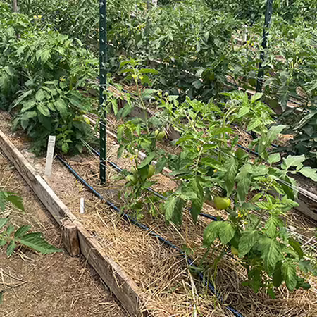 row of tomato plants with some of the plants being a lighter shade of green than the others