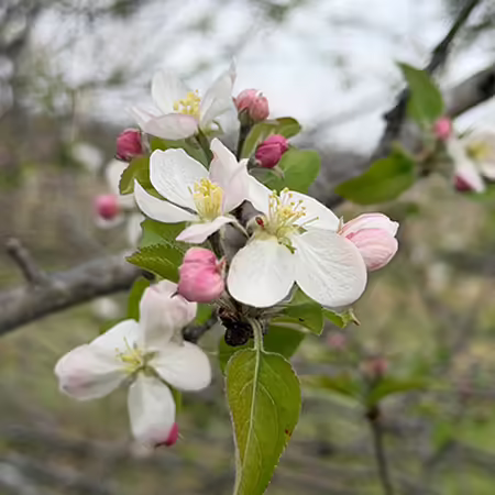 white flowers on an apple tree branch