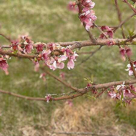 pink peach blossoms on tree