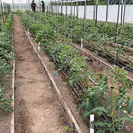 Tomatoes growing inside high tunnel with two different types of trellising methods shown