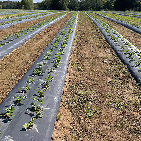 a field with strawberry plants set out in rows of black plastic mulch 
