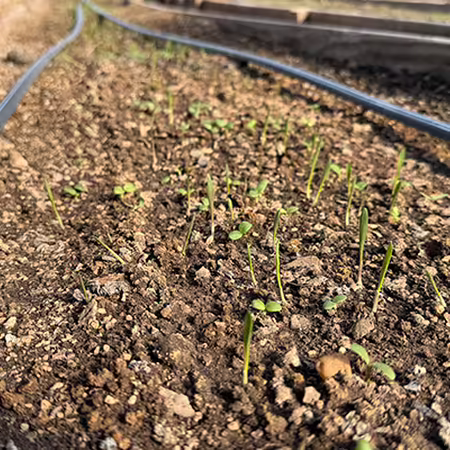tiny green seedlings growing in a raised bed with two black tubes running down the bed 