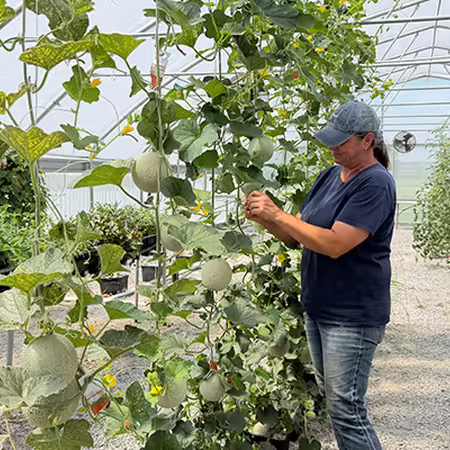 person working on vines inside a high tunnel