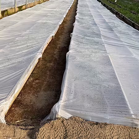 clear plastic tightly covering rows of plants inside a high tunnel