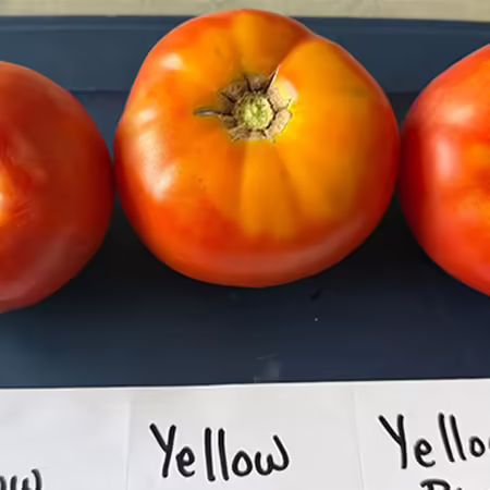 three red tomatoes side by side on a blue background