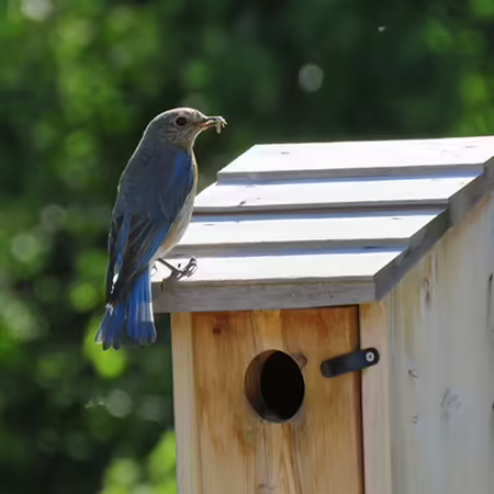 eastern bluebird with caterpillar