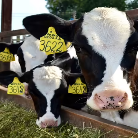 Cattle standing in a pasture over feed bin