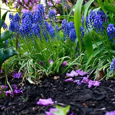 spring flowers in a flower bed with mulch