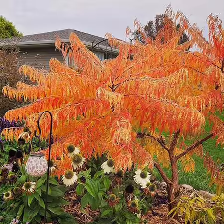 fall color in home landscape