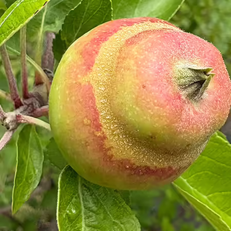 misshaped apple fruit from frost damage on tree limb