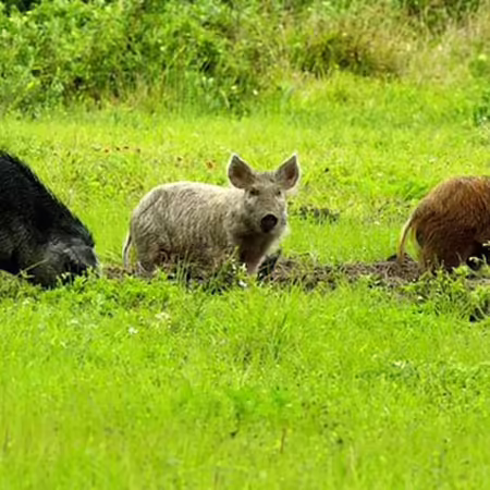 feral swine