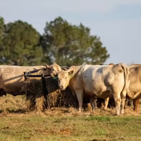 cows eating hay