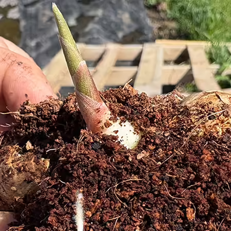 pre-sprouted ginger rhizome with shoot and roots visible