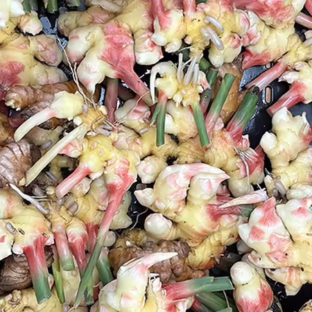 many ginger rhizomes in a crate