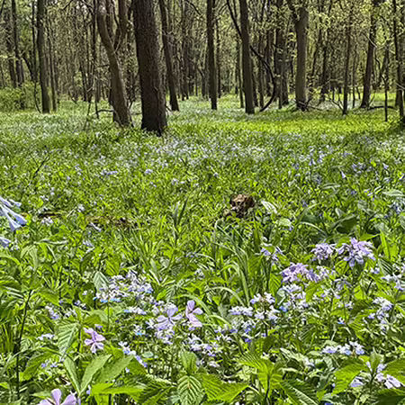 field of plants with light blue flowers with trees in the background