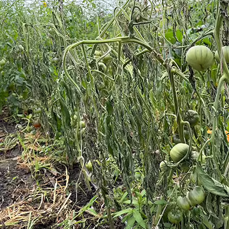 tomato plants wilting and dying in high tunnel
